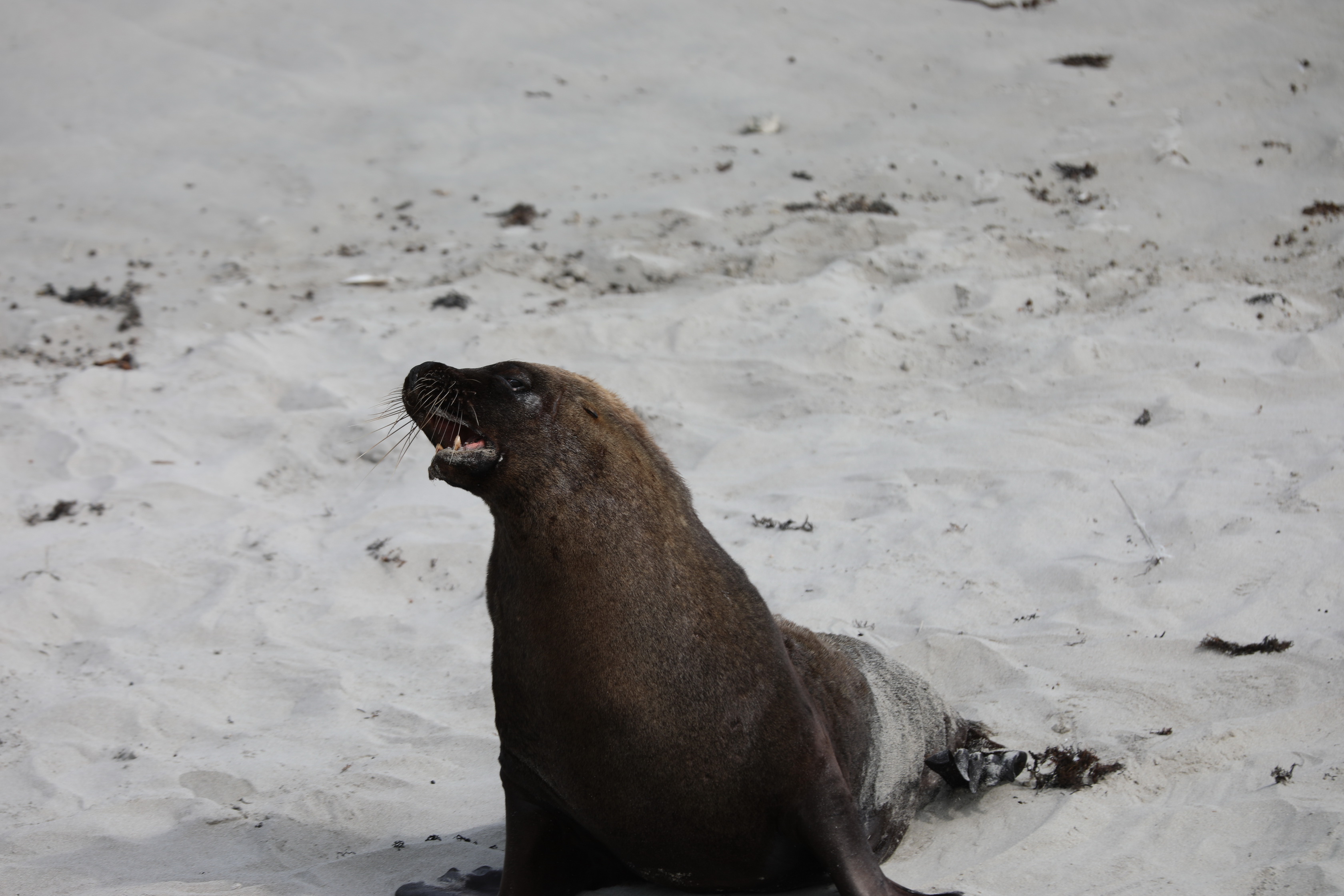 2019 09 29 13 46 58 Canon EOS 5D Mark IV 0036